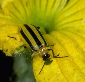 Cucumber Beetle