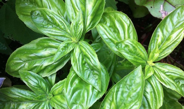 Garden Basil