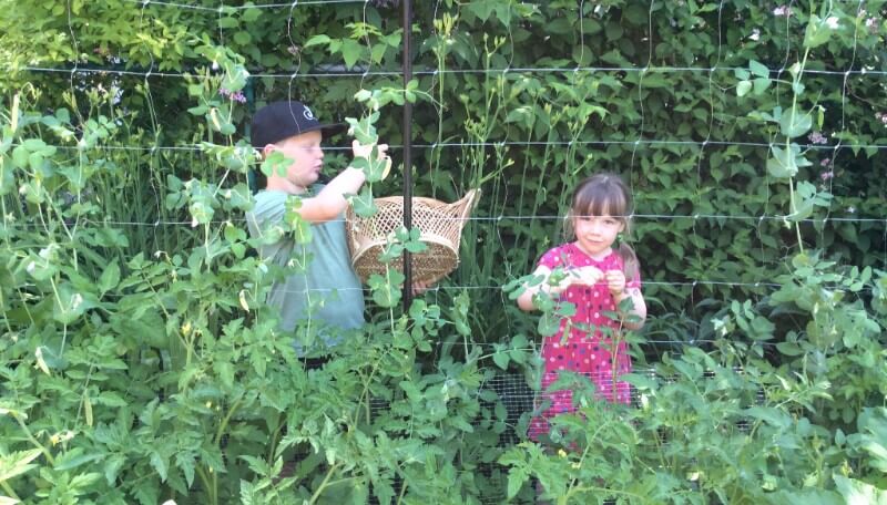 Garden Summer Harvest