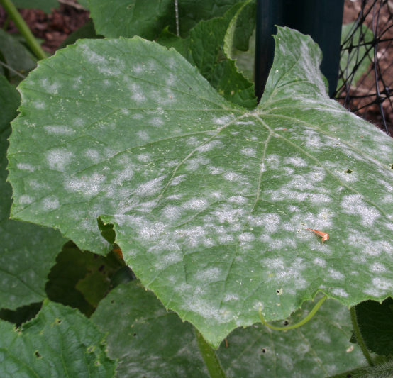 Comment identifier et traiter l'oïdium au jardin