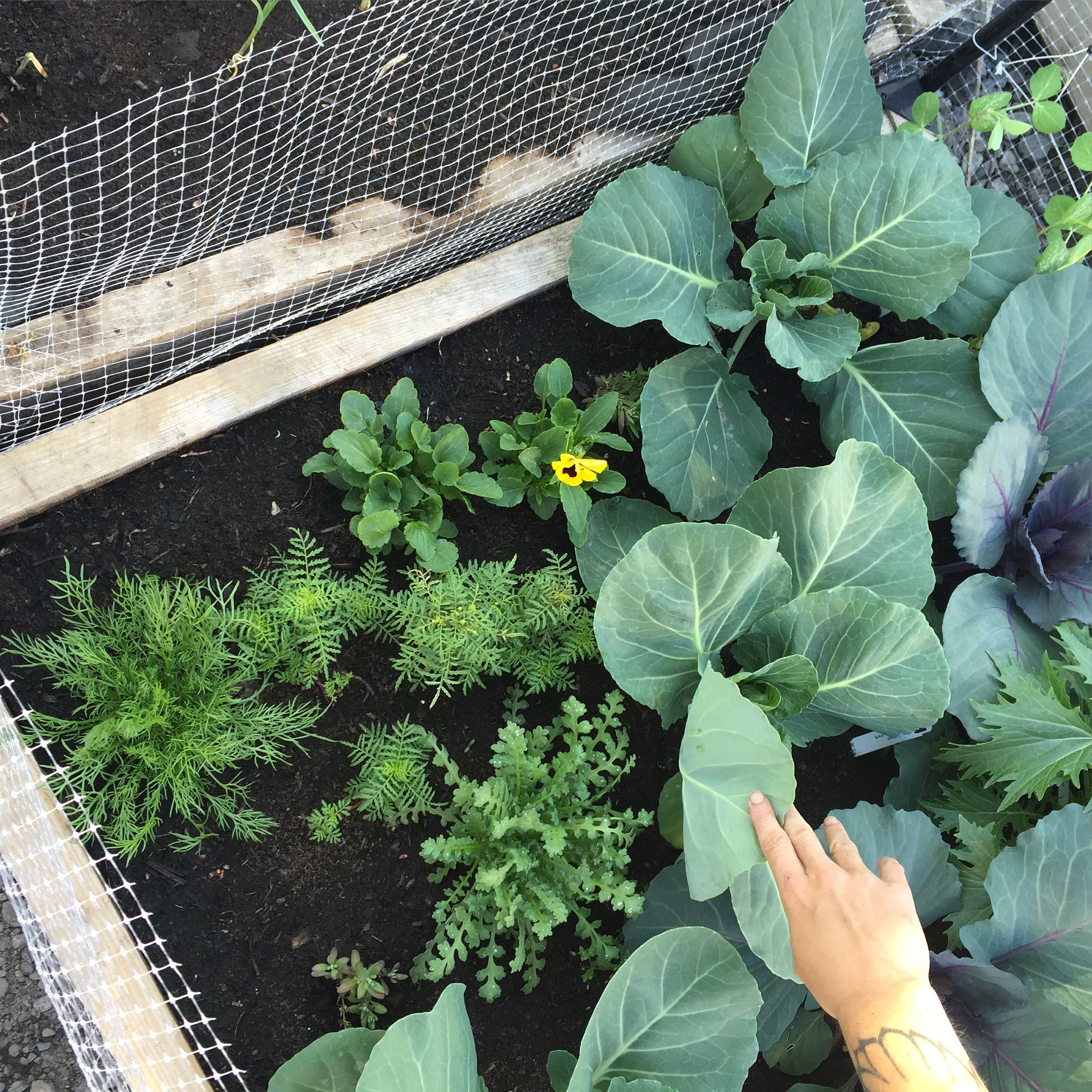 Urban Seedling workshops for school