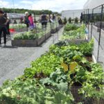 Workplace Garden