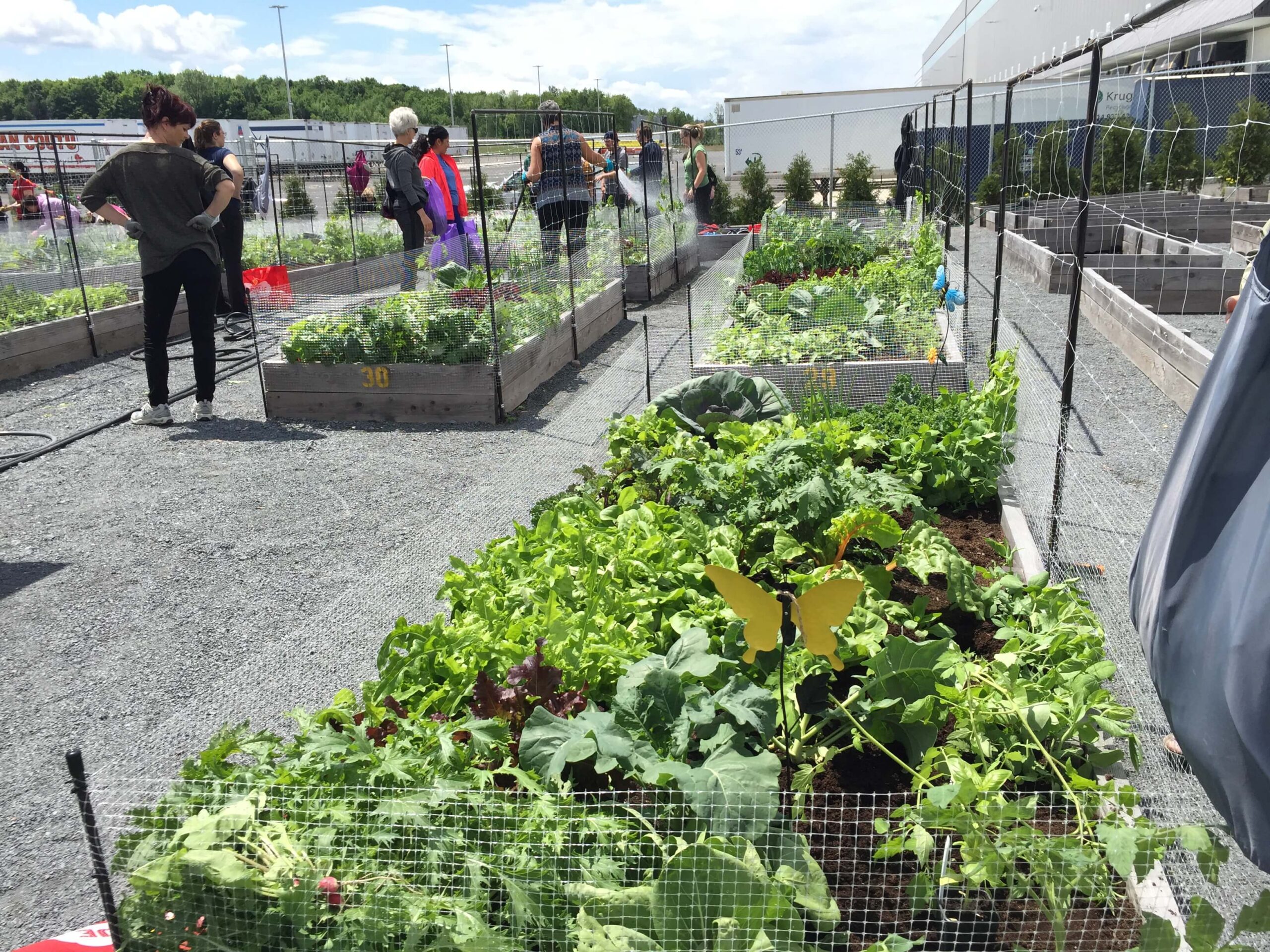 Cultivating a Greener City: Urban Agriculture with Urban Seedling