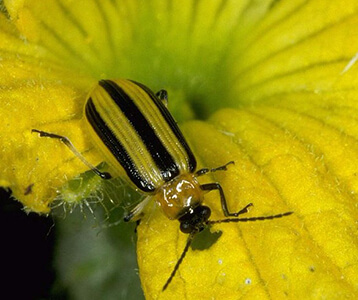 Cucumber Beetle