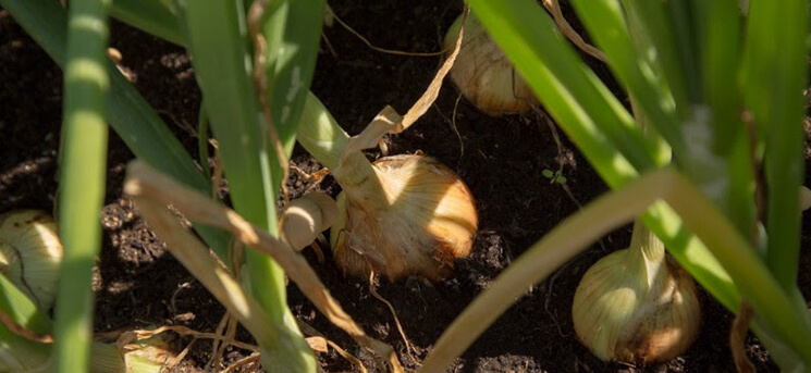 Garden Onions