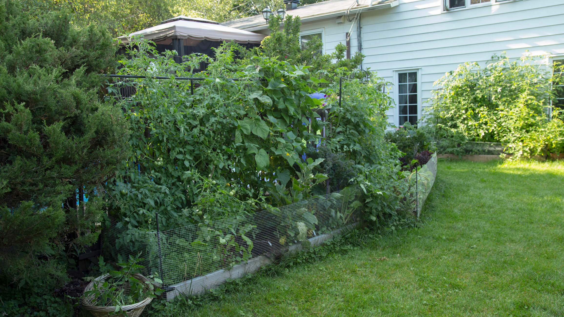 5 tips for vegetable garden maintenance