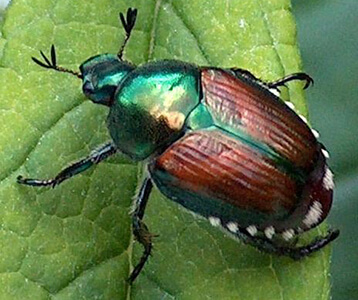 japanese-beetle