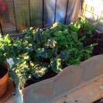 Balcony garden