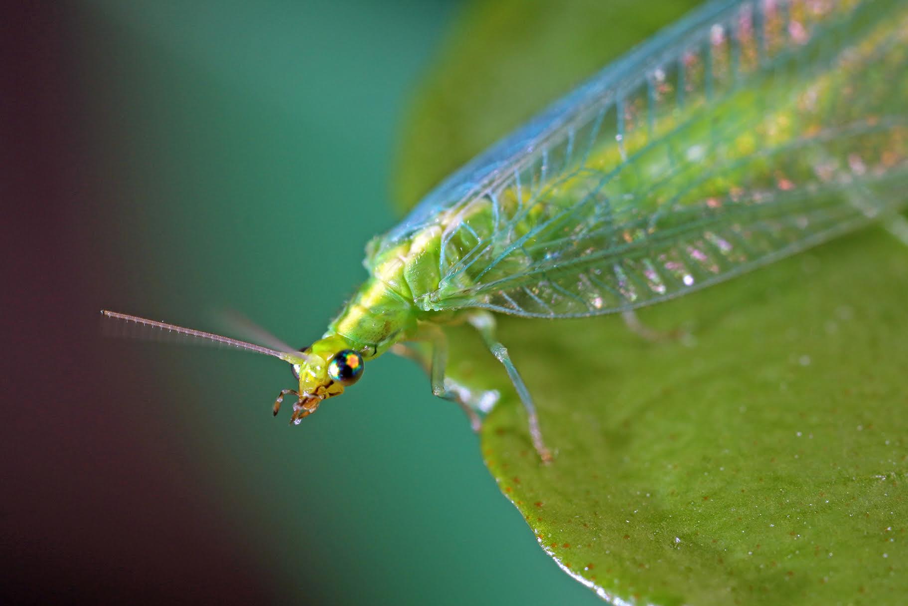 Biological Organic Pest Control: Beneficial Insects