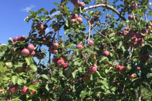 Apple Tree