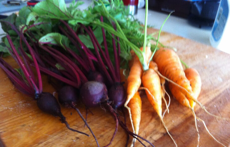 Carrot and Beet Harvest