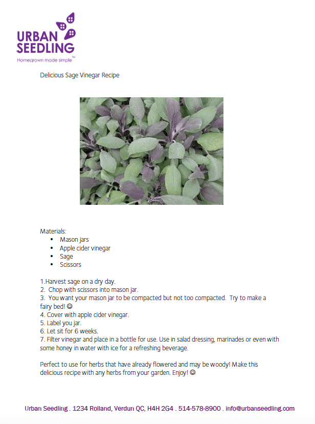 Sage vinegar recipe