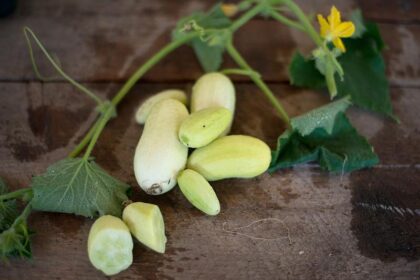 Cucumber - Dragon's Egg