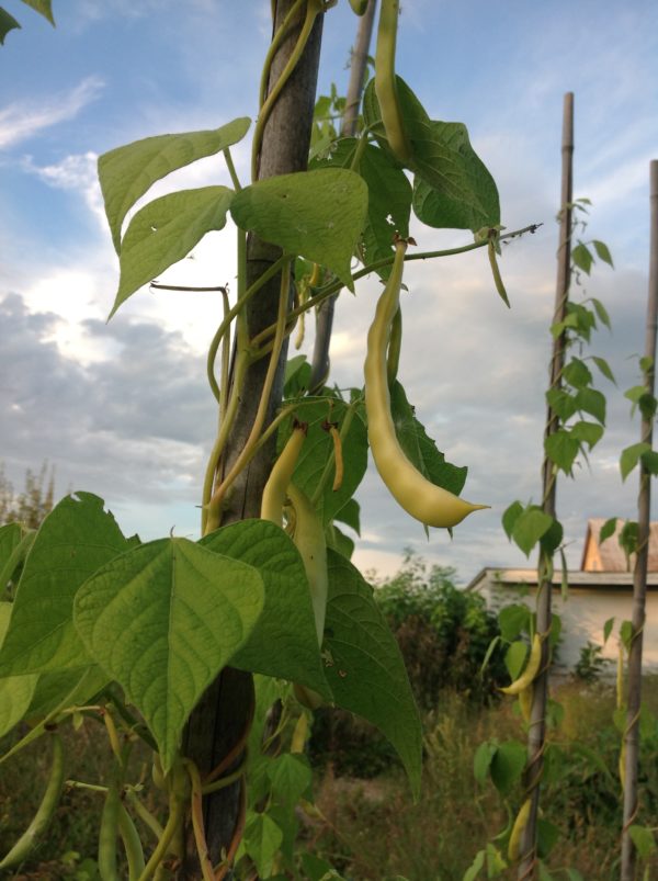 Bean - Grand-Maman Dinel