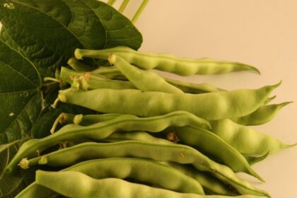 Bean - Kahnawake Mohawk Pole