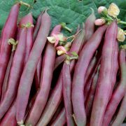 red swan beans red swan beans