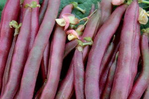 Bean - Red Swan Bush