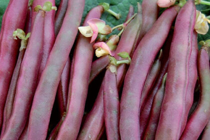 Bean - Red Swan Bush