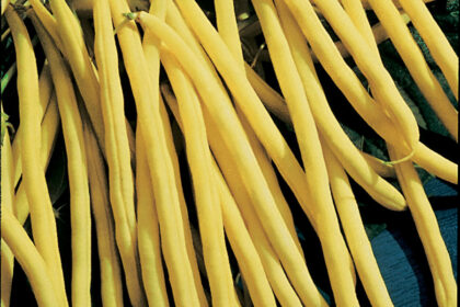 Bean - Rocdor Yellow Bush