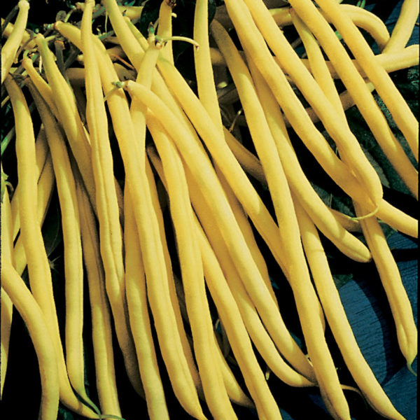Bean - Rocdor Yellow Bush
