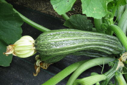 Squash, Summer - Costata Romanesca