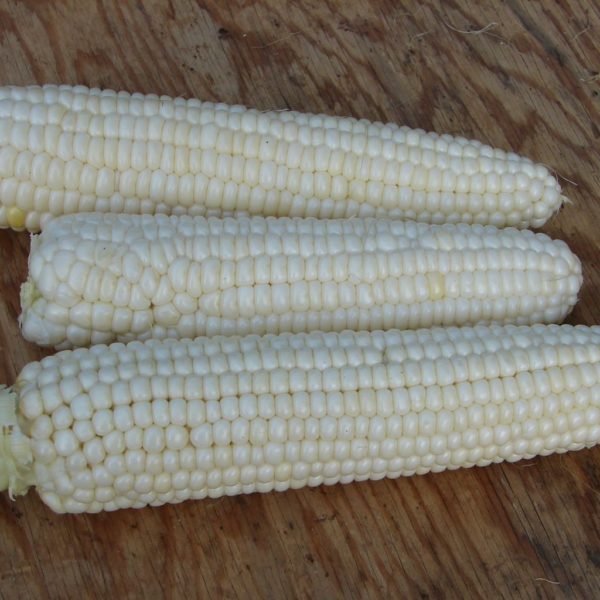 Corn - Tuxana Sweet Corn
