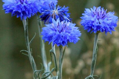 Bachelor's Buttons Centaurea