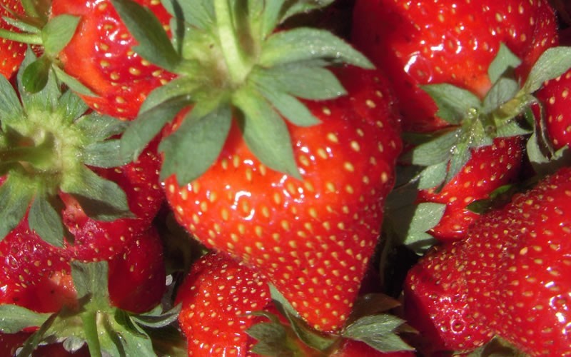 Strawberry Albion Urban Seedling