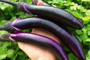 Eggplant - Ping Tung Long