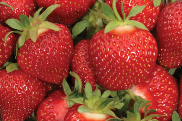 Strawberry - Lila