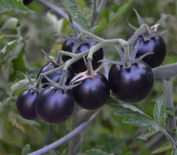 Tomato (cherry) - Dancing with Smurfs