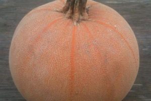 Squash, Winter - Winter Luxury Pumpkin