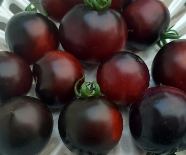 Tomato - Indigo Cherry Drops (blue cherry)