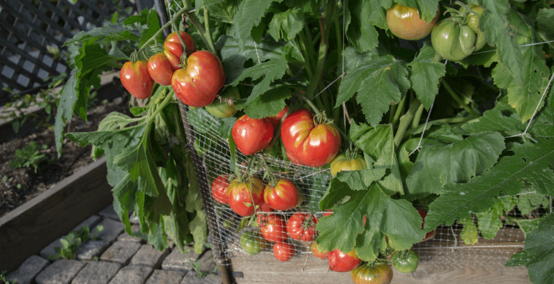 organic garden tomatoes