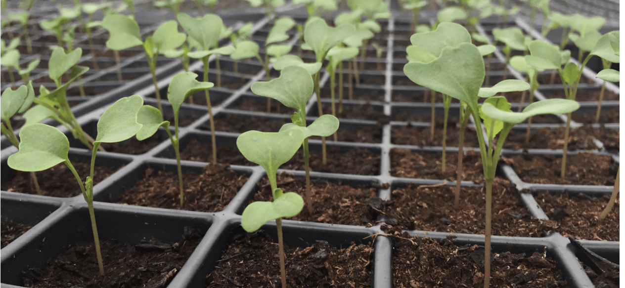 How to get started on your vegetable garden – Urban Seedling