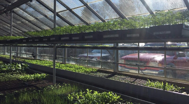 Greenhouse and seedlings