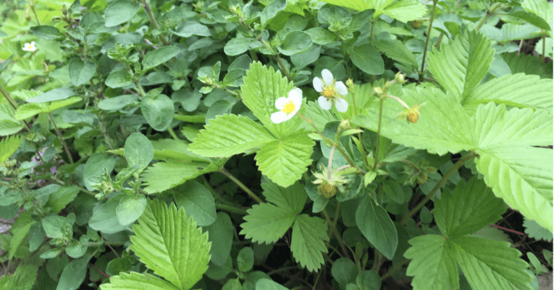 Garden harvesting