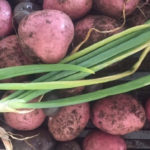 Root vegetables - onions and potatoes