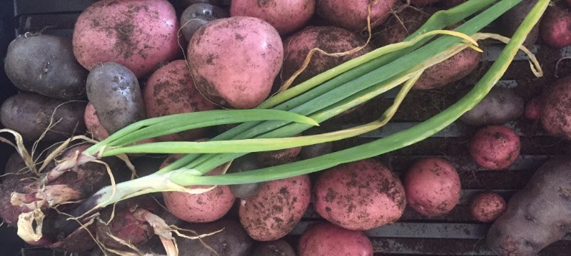 Root vegetables - onions and potatoes