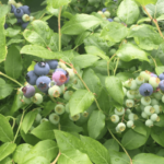 Organic blueberries