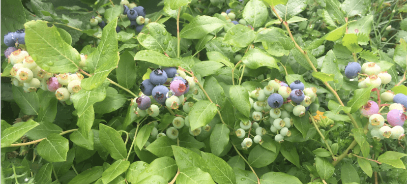 Organic blueberries