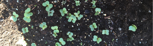 Thinning and weeding