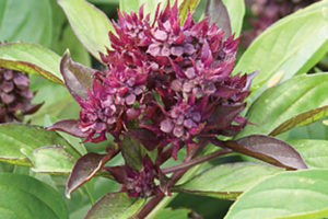 Basil - Thai Siam Queen