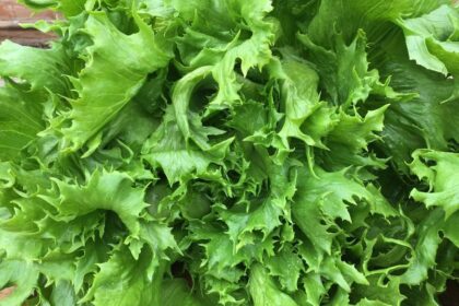 Lettuce - Reine des glaces