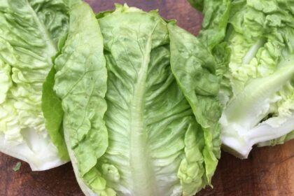 Lettuce - Sucrine Romaine