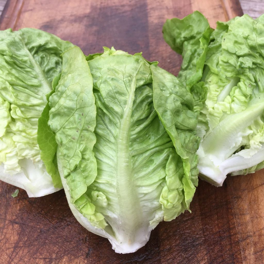 Lettuce - Sucrine Romaine