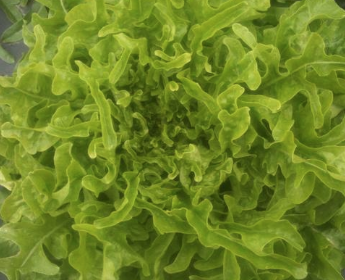 Lettuce - Green Oak Leaf