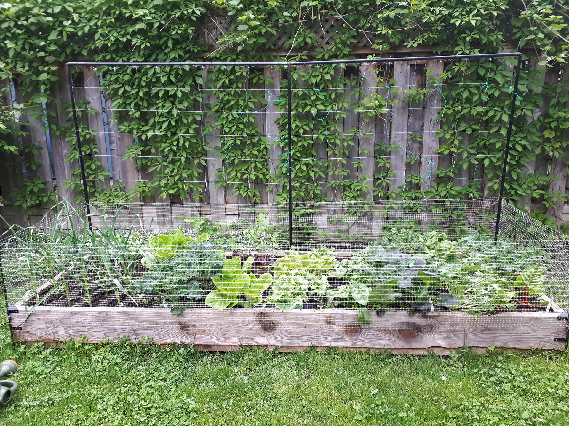 Why choose a raised bed?