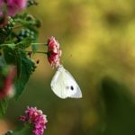 Cabbage moth