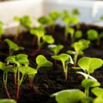 Sprouting radishes